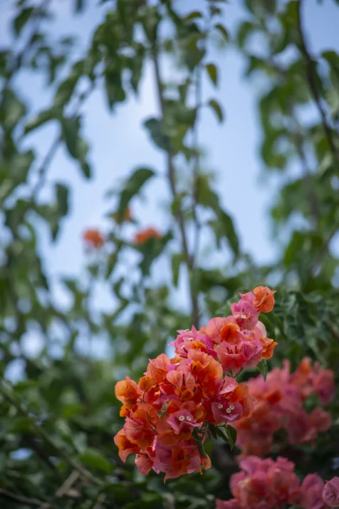 Colorful flowers on a tree in Antalya, Turkey, 2023.