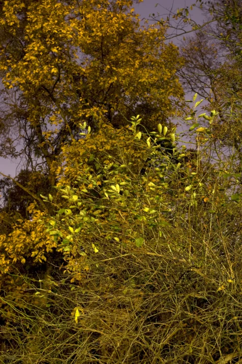Plants and trees illuminated by streetlights at night in Valley Cottage, New York, 2015.