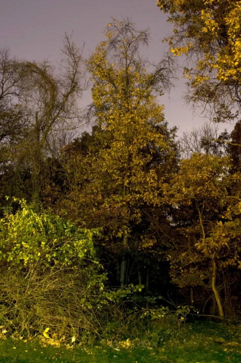 Assorted plants and trees illuminated by streetlights at night in Valley Cottage, New York, 2015.
