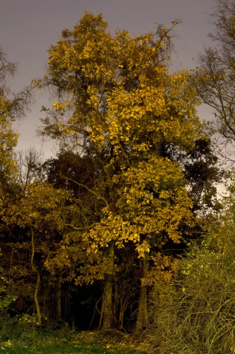 Assorted foliage illuminated by streetlights on Halloween in Valley Cottage, New York, 2015.