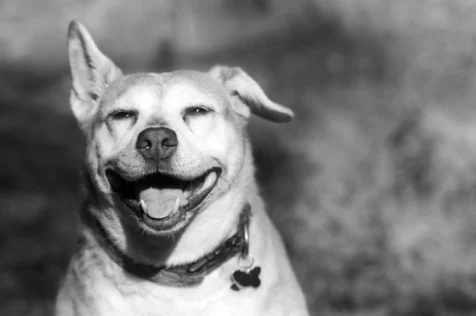 A dog named Penny smiles while sitting in the sunlight, New City, New York.