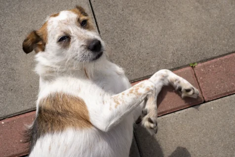 A dog named Latka lies on the concrete in Neu-Ulm, Germany, 2023.