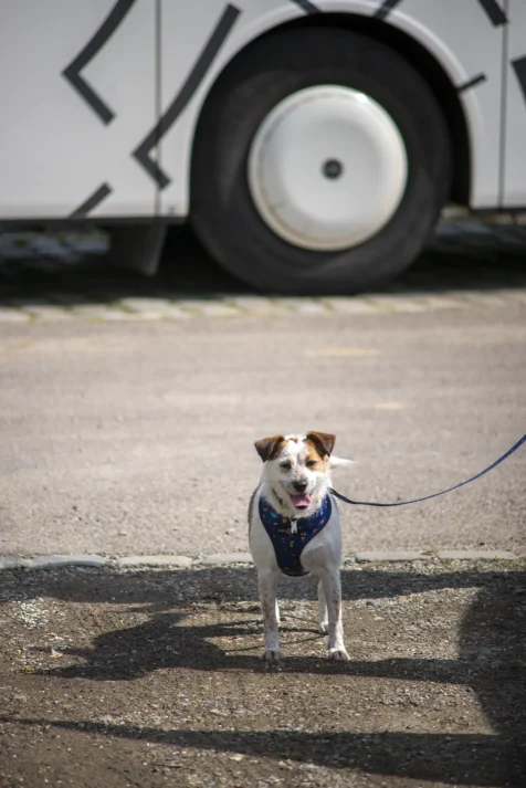 A dog named Łatka (Patches) stands near a bus with her tongue out in Wiblingen, Germany, 2023.
