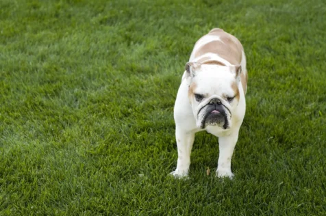 An English Bulldog named Lola stands in the grass in New City, New York.