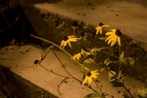 Flowers and concrete steps at night in Jamestown, Rhode Island, 2014.