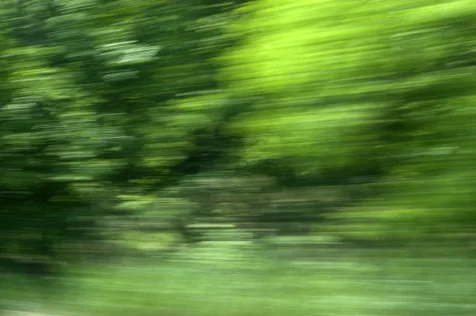 Vibrant foliage captured from a moving car, 2015.