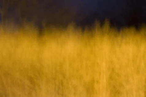 Long exposure of golden plants illuminated by streetlights at night in Valley Cottage, New York, 2016.