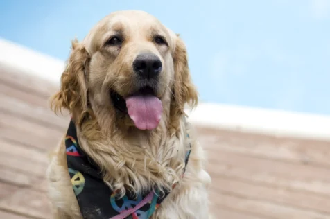 A Golden Retriever sits poolside with his tongue out.