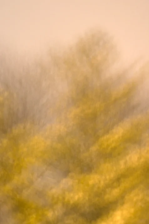Abstract view of a golden tree illuminated by streetlights at night in Valley Cottage, New York, 2016.