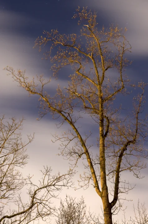 A long exposure of trees illuminated by streetlights and moving clouds at night in Valley Cottage, New York, 2015.
