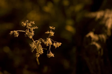 A plant illuminated by streetlight at night in Valley Cottage, New York, 2015.