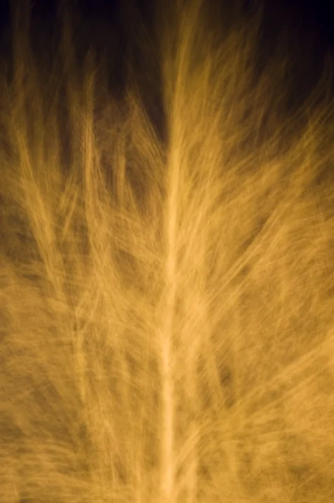 Tree in motion, illuminated by streetlights at night in Valley Cottage, 2016.