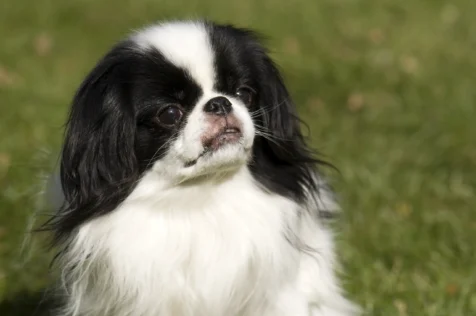 A Japanese Chin named Ty sits in the sunlight in Valley Cottage, New York.
