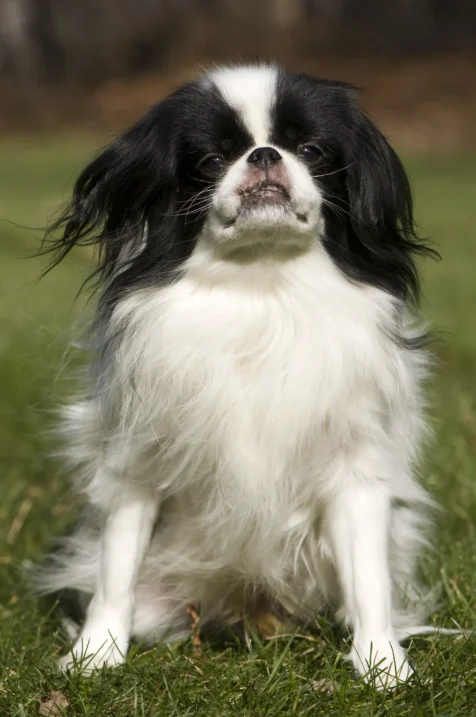 Ty, a Japanese Chin, strikes a regal pose in Valley Cottage, New York.