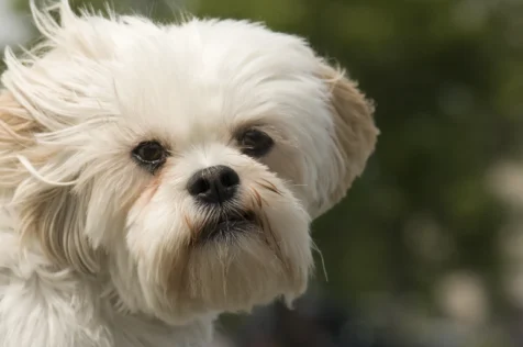 Close-up of a Lhasa Apso in Nyack, New York.