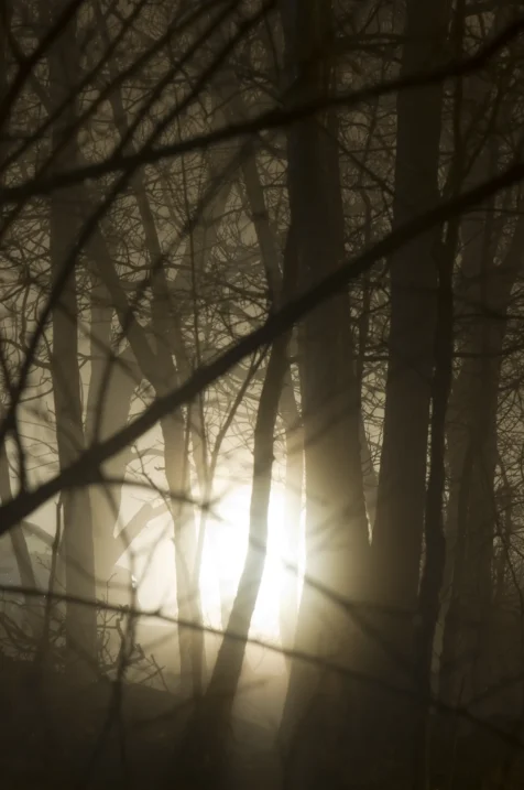 Light shines through trees at night in Valley Cottage, New York, 2014.