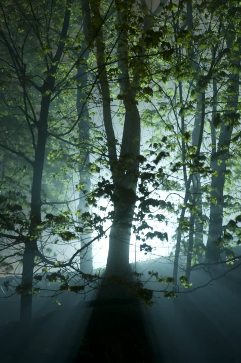 Rays of light shine through trees at night in Valley Cottage, New York, 2014.