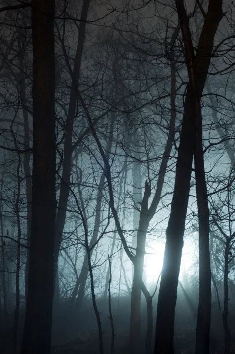 Long exposure of light through trees at night in Valley Cottage, New York, 2014.