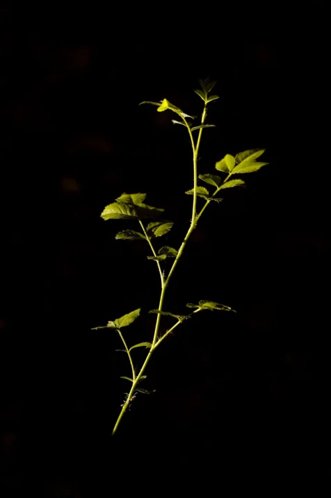 A green plant illuminated by streetlight at night in Valley Cottage, New York, 2015.