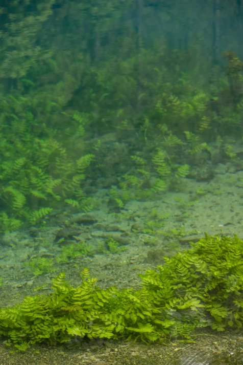 Lush green plants in crystal clear water at the Blautopf Well in Blaubeuren, Germany, 2023.