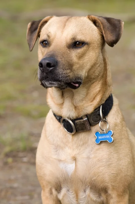 A dog named Marvin looks to the side.