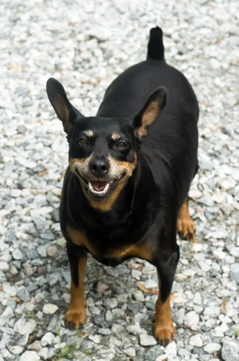 A Miniature Pinscher named Dinka in Greenwood Lake, New York.