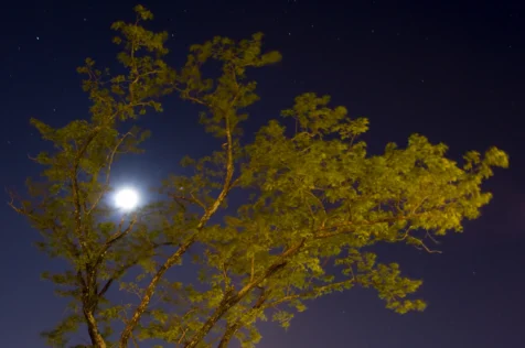 View of the moon through a spring tree at night in Valley Cottage, New York, 2013.