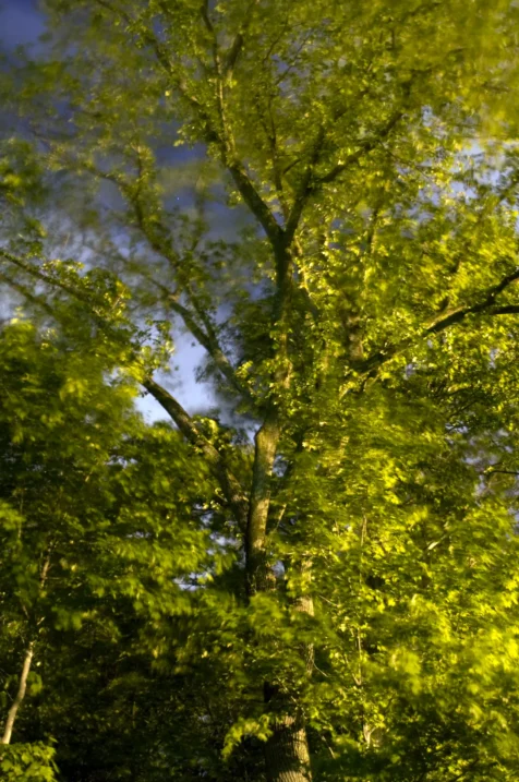 Long exposure of a tree illuminated by streetlights at night in Valley Cottage, New York, 2015.