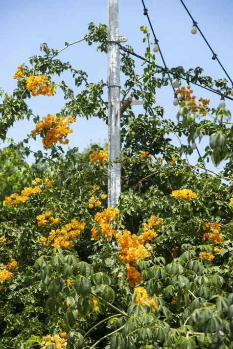 Orange flowers and a post on a sunny morning in Antalya, Turkey, 2023.