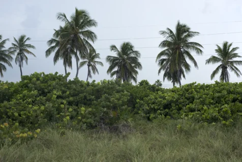 Palm trees and power lines near a beach in Jensen Beach, Florida, 2016.
