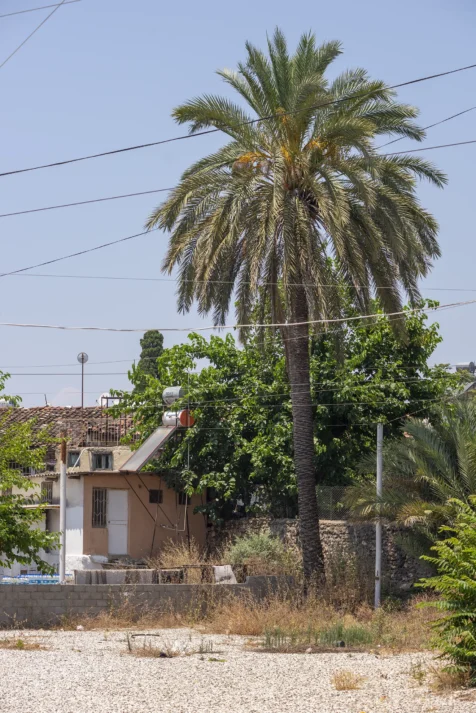 A palm tree, power lines and houses in Antalya, Turkey, 2023.