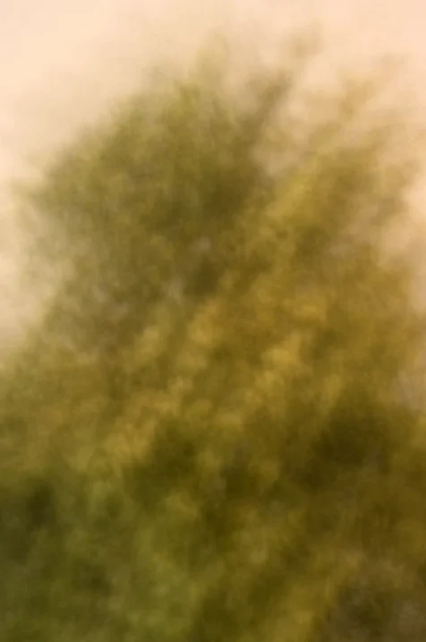 Long exposure of a pine tree illuminated by streetlights at night, 2016.