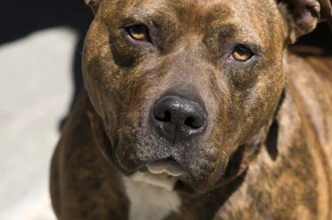Close-up of a PIt Bull in the sunlight, Nyack, New York.