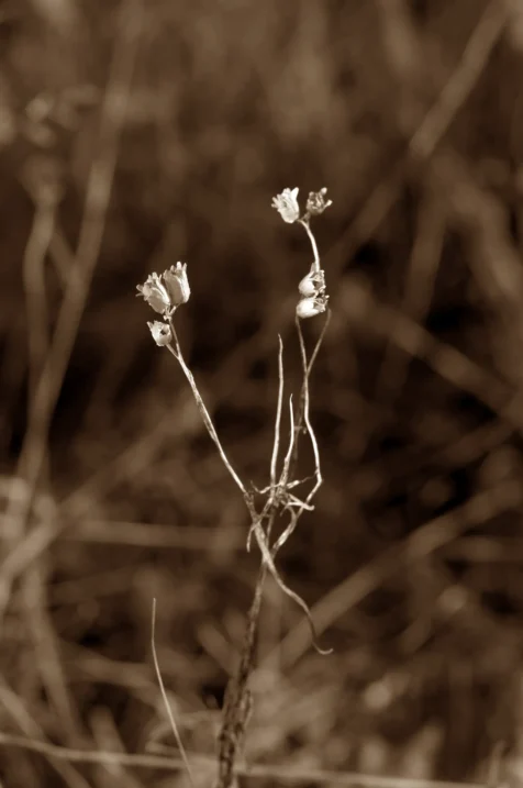 Long exposure of a plant illuminated by streetlight at night in Vernon, New Jersey, 2015.