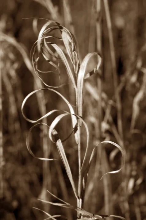 Long exposure of a plant illuminated by streetlight at night in Vernon, New Jersey, 2015.