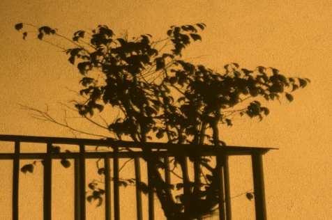 Plant and railing shadow on exterior wall at night in Nyack, New York, 2013.
