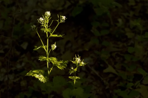 Plants illuminated by streetlight at night in Valley Cottage, New York, 2015.