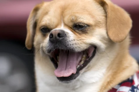 A Pomchi named Roscoe in Newburgh, New York.