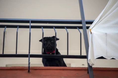 A pug stares me down in between barks on a balcony in Antalya, Turkey, 2023.