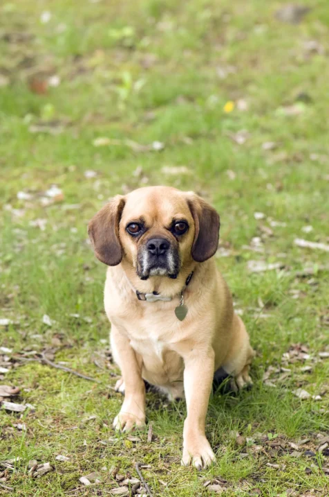 A Puggle sits in the grass.