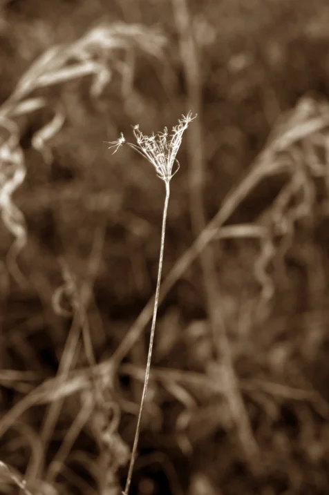 Long exposure of a plant illuminated by streetlight at night in Vernon, New Jersey, 2015.