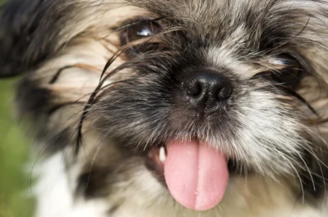 Close-up of Shih Tzu / Pekingese mix Riley in Valley Cottage, New York.