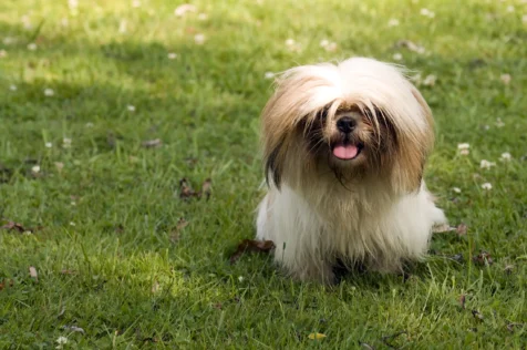 A Shih Tzu stands in the grass with its tongue out.