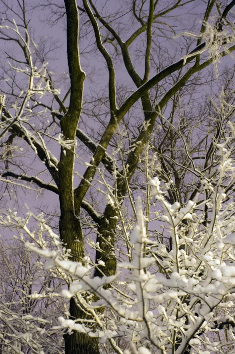 Snow-covered trees at night in Valley Cottage, New York, 2015.