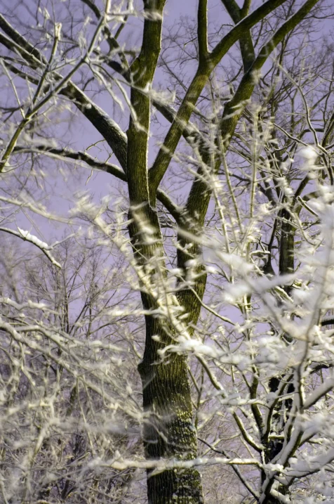 Long exposure of snow-covered trees at night in Valley Cottage, New York, 2015.
