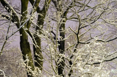 Long exposure of snow-covered tree at night in Valley Cottage, New York, 2015.