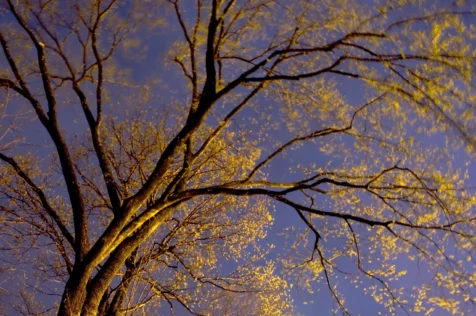 Long exposure of a spring tree illuminated by streetlight at night in Valley Cottage, New York, 2013.