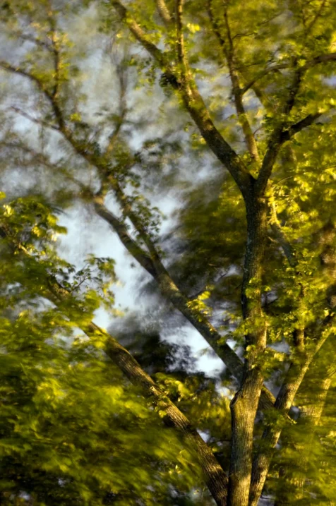 Long exposure of tree in wind at night in Valley Cottage, New York, 2015.