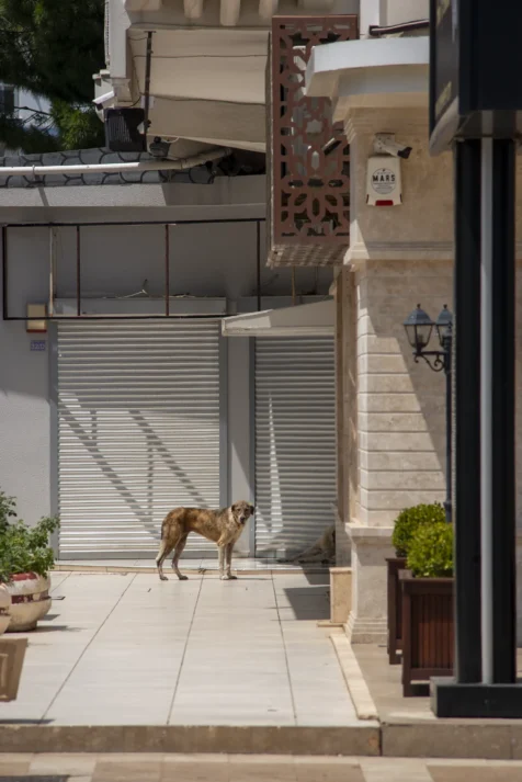 A street dog stands in the sun in Antalya, Turkey, 2023.