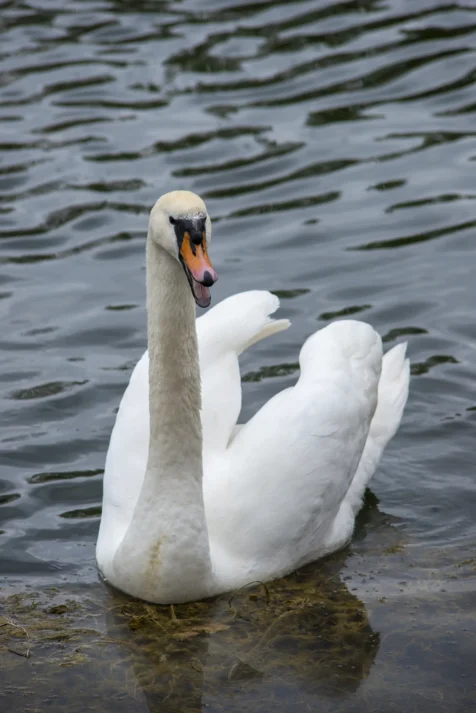A swan hisses at me at a park in Ulm, Germany, 2023.